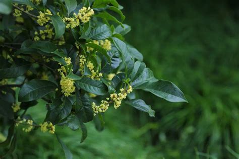 月桂 桂花